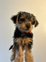 Max, a male Yorkshire Terrier for sale in Brooklyn, NY – 2 of 2