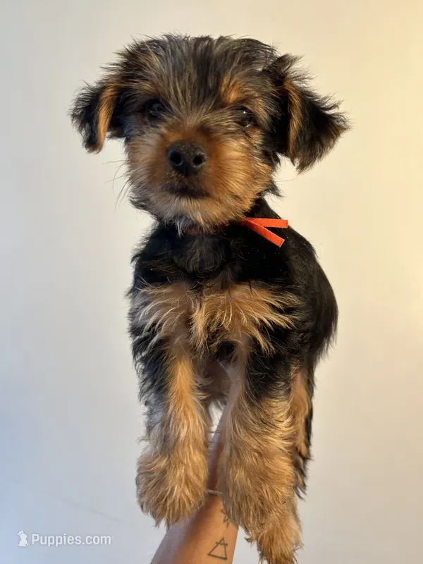 Max – Yorkshire Terrier puppy for sale in Brooklyn, NY