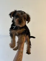 Cody, a male Yorkshire Terrier for sale in Brooklyn, NY – 2 of 2