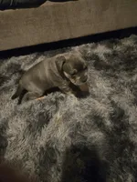 Ash, a male French Bulldog for sale in Harwick, PA – 4 of 4