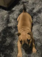 Coco , a female French Bulldog for sale in Harwick, PA – 2 of 4