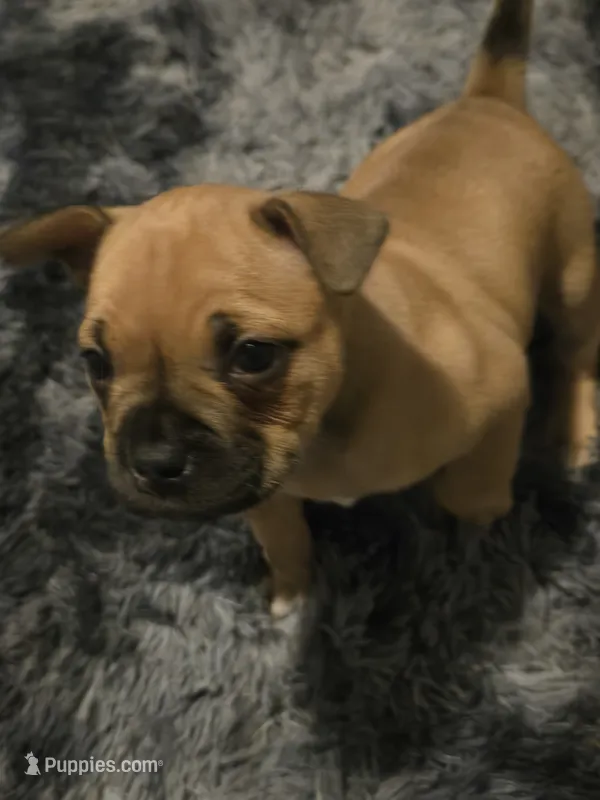 Coco  – French Bulldog puppy for sale in Harwick, PA