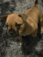 Coco , a female French Bulldog for sale in Harwick, PA – 1 of 4