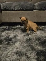 Coco , a female French Bulldog for sale in Harwick, PA – 3 of 4
