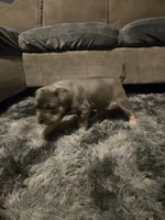 Ash, a male French Bulldog for sale in Harwick, PA – 3 of 4