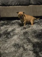 Coco , a female French Bulldog for sale in Harwick, PA – 4 of 4