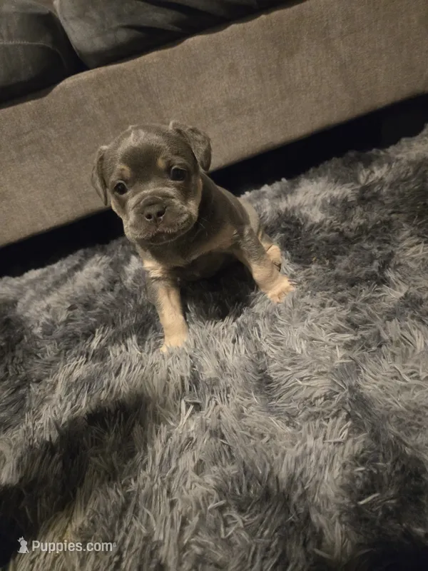 Ash – French Bulldog puppy for sale in Harwick, PA