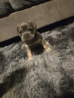 Ash, a male French Bulldog for sale in Harwick, PA – 1 of 4