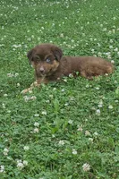 Willow , a female Australian Shepherd and Miniature American Shepherd for sale in Wooster, OH – 3 of 5