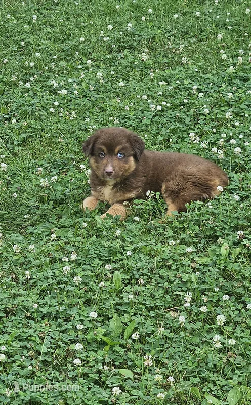 Willow  – Australian Shepherd, Miniature American Shepherd puppy for sale in Wooster, OH