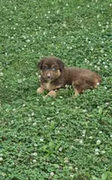 Willow , a female Australian Shepherd and Miniature American Shepherd for sale in Wooster, OH – 1 of 5