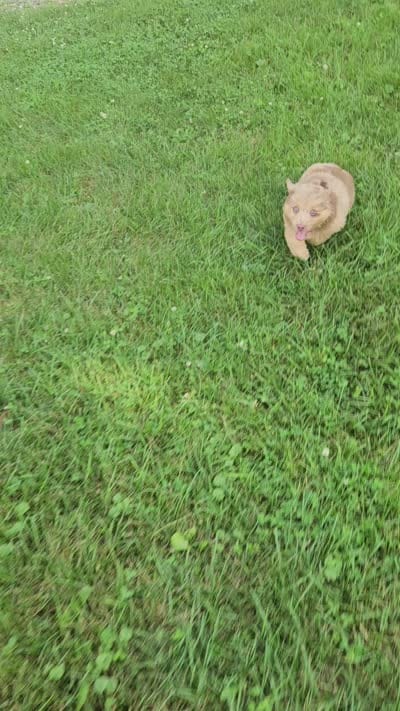 Milo, a male Australian Shepherd and Miniature American Shepherd for sale in Wooster, OH – 4 of 4