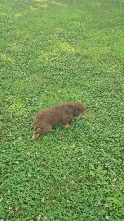 Willow , a female Australian Shepherd and Miniature American Shepherd for sale in Wooster, OH – 5 of 5