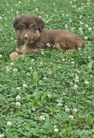 Willow , a female Australian Shepherd and Miniature American Shepherd for sale in Wooster, OH – 2 of 5