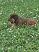 Willow , a female Australian Shepherd and Miniature American Shepherd for sale in Wooster, OH – 4 of 5