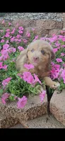 Milo, a male Australian Shepherd and Miniature American Shepherd for sale in Wooster, OH – 3 of 4