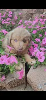 Milo, a male Australian Shepherd and Miniature American Shepherd for sale in Wooster, OH – 2 of 4