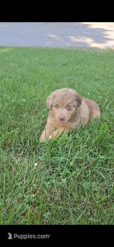 Milo – Australian Shepherd, Miniature American Shepherd puppy for sale in Wooster, OH