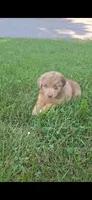 Milo, a male Australian Shepherd and Miniature American Shepherd for sale in Wooster, OH – 1 of 4
