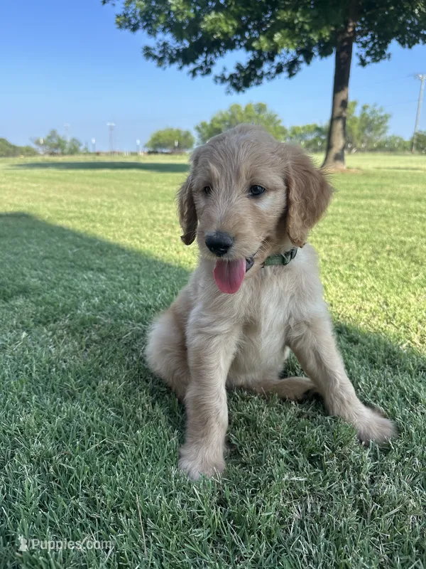 Pickle – Goldendoodle puppy for sale in Wichita Falls, TX