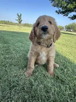 Silver, a male Goldendoodle for sale in Wichita Falls, TX – 3 of 5