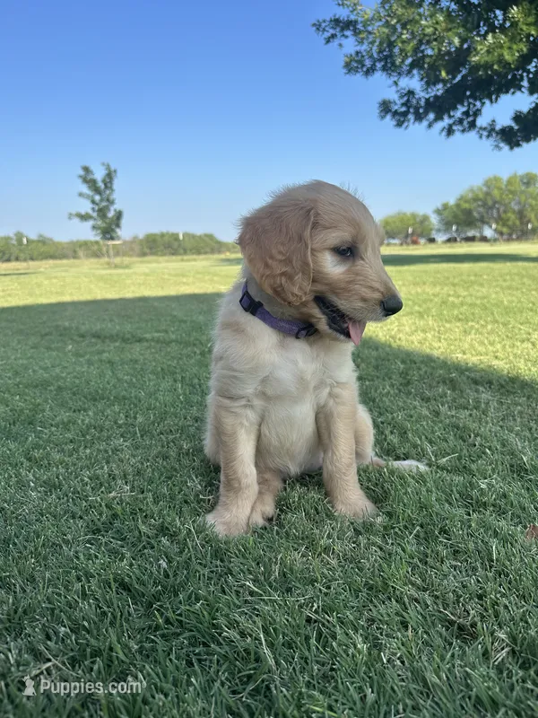 Violet – Goldendoodle puppy for sale in Wichita Falls, TX