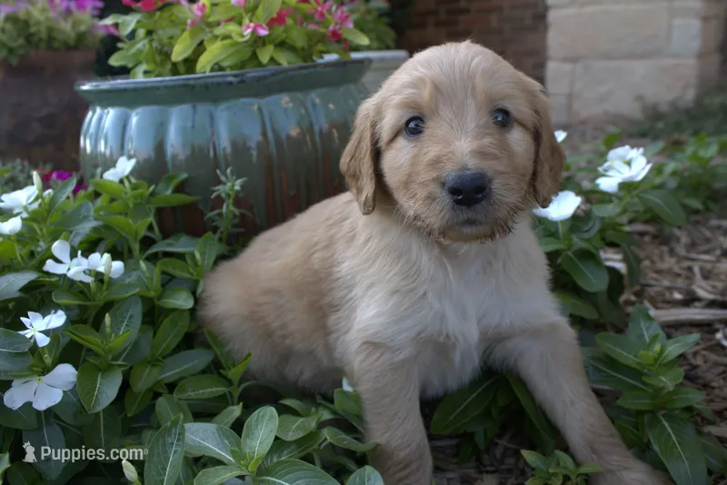 Rosie – Goldendoodle puppy for sale in Wichita Falls, TX