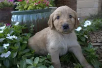 Rosie, a female Goldendoodle for sale in Wichita Falls, TX – 1 of 2