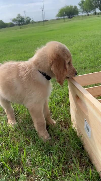 Clint, a male Goldendoodle for sale in Wichita Falls, TX – 3 of 4