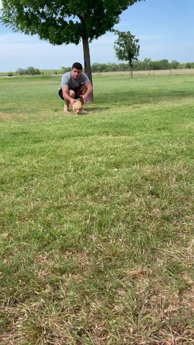 Violet, a female Goldendoodle for sale in Wichita Falls, TX – 2 of 2