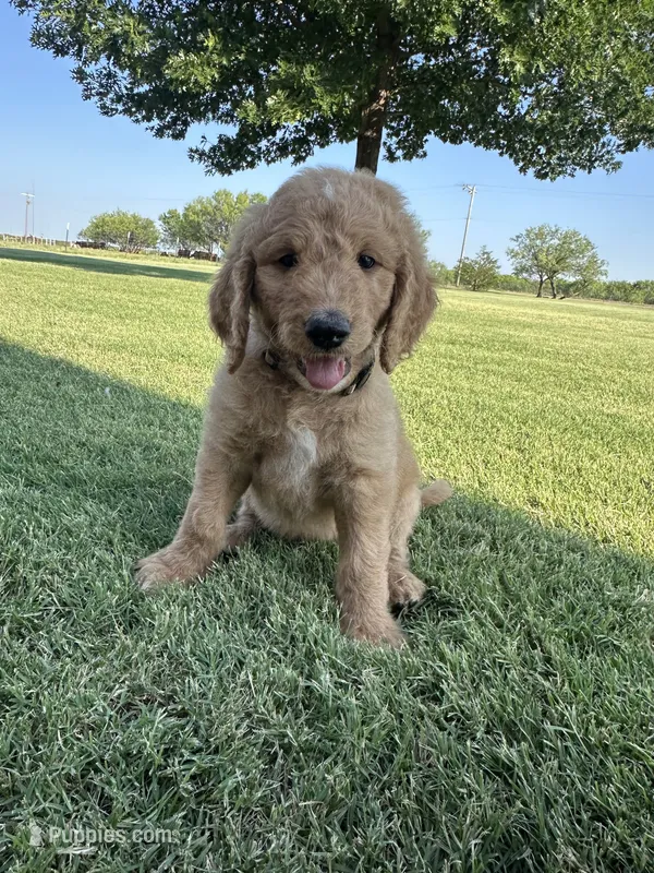 Silver – Goldendoodle puppy for sale in Wichita Falls, TX