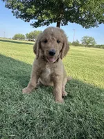 Silver, a male Goldendoodle for sale in Wichita Falls, TX – 1 of 5