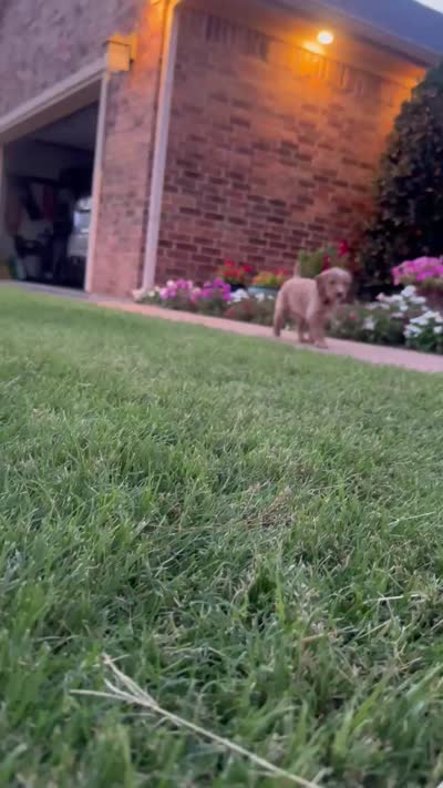 Honey, a female Goldendoodle for sale in Wichita Falls, TX – 2 of 5