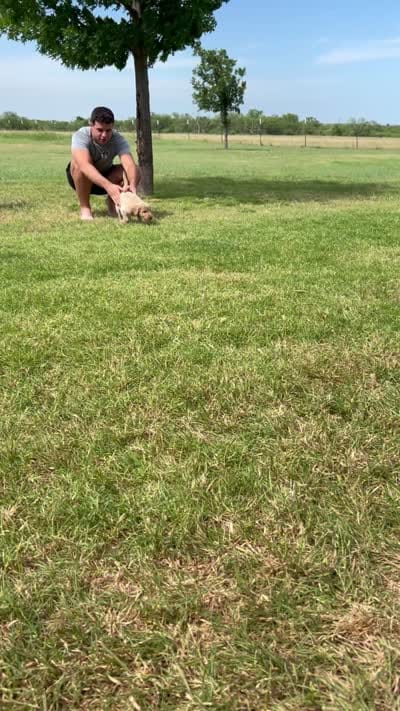 Raider, a male Goldendoodle for sale in Wichita Falls, TX – 2 of 2