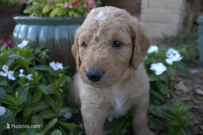 Silver – Goldendoodle puppy for sale in Wichita Falls, TX