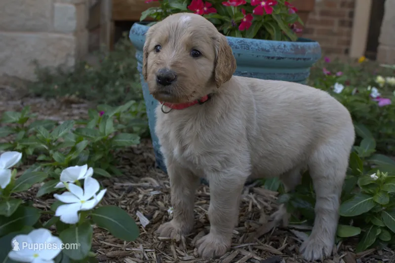 Raider – Goldendoodle puppy for sale in Wichita Falls, TX