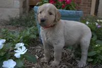Raider, a male Goldendoodle for sale in Wichita Falls, TX – 1 of 2