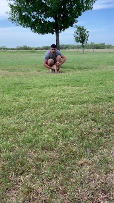 Honey, a female Goldendoodle for sale in Wichita Falls, TX – 4 of 5