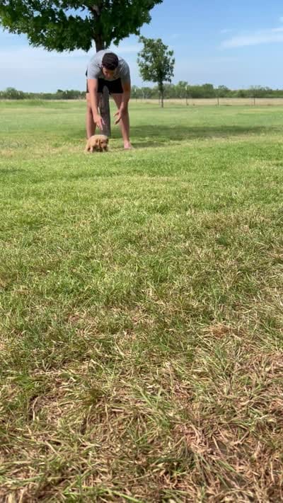 Silver, a male Goldendoodle for sale in Wichita Falls, TX – 2 of 2
