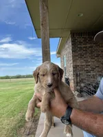 Honey, a female Goldendoodle for sale in Wichita Falls, TX – 3 of 5