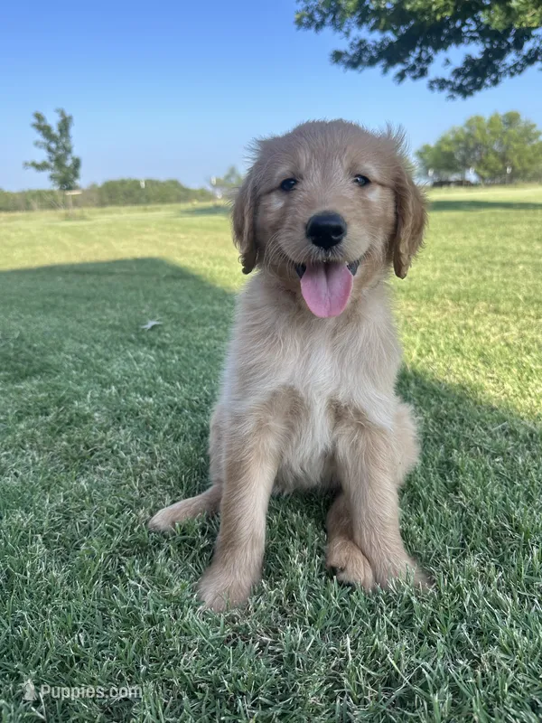 Rosie – Goldendoodle puppy for sale in Wichita Falls, TX