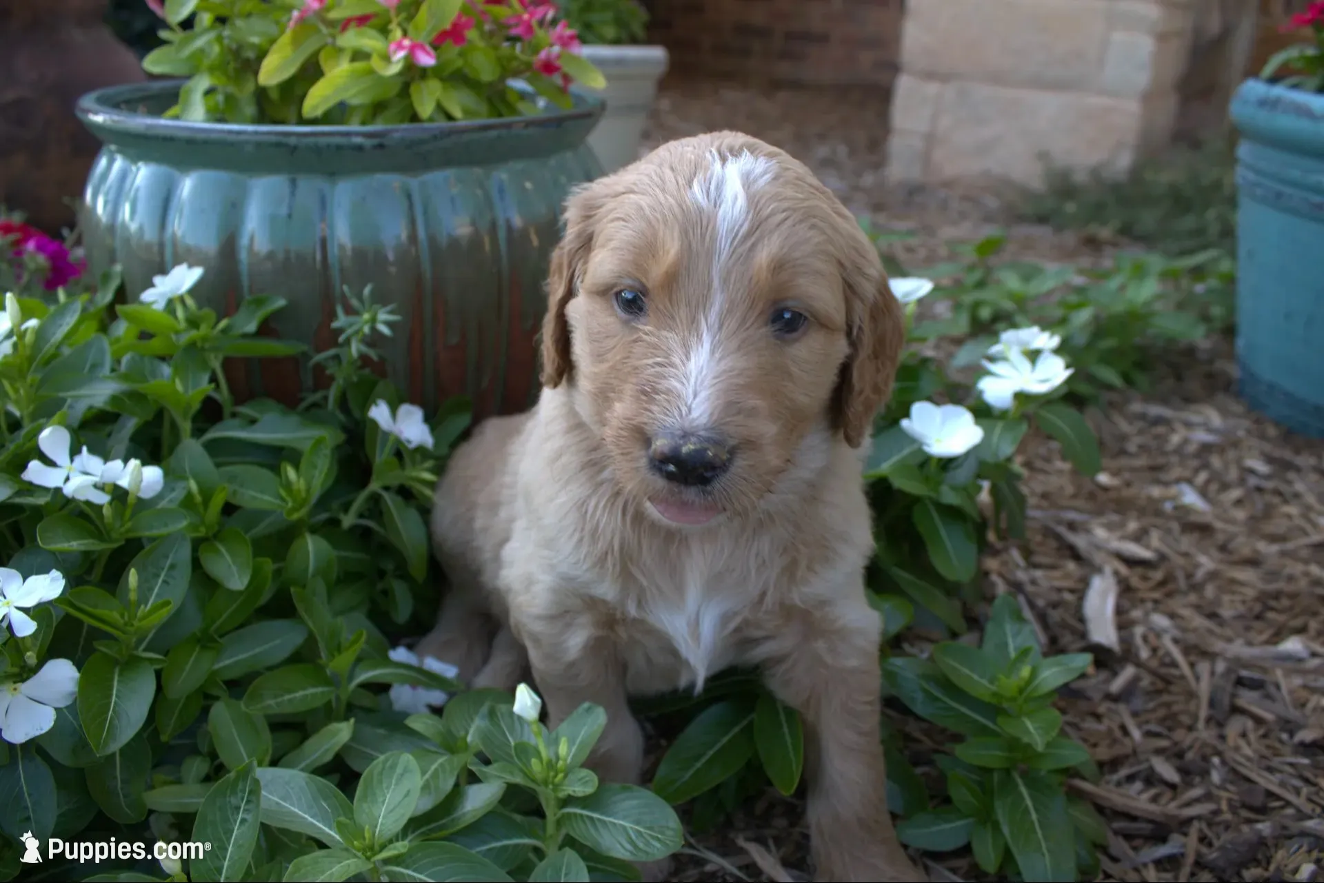 Honey, a female Goldendoodle for sale in Wichita Falls, TX – 5 of 5