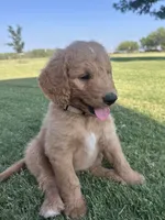 Silver, a male Goldendoodle for sale in Wichita Falls, TX – 2 of 5