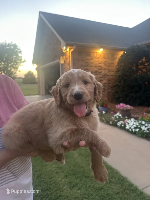 Honey – Goldendoodle puppy for sale in Wichita Falls, TX