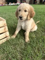 Clint, a male Goldendoodle for sale in Wichita Falls, TX – 2 of 4