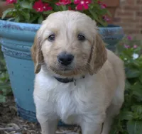 Clint, a male Goldendoodle for sale in Wichita Falls, TX – 4 of 4