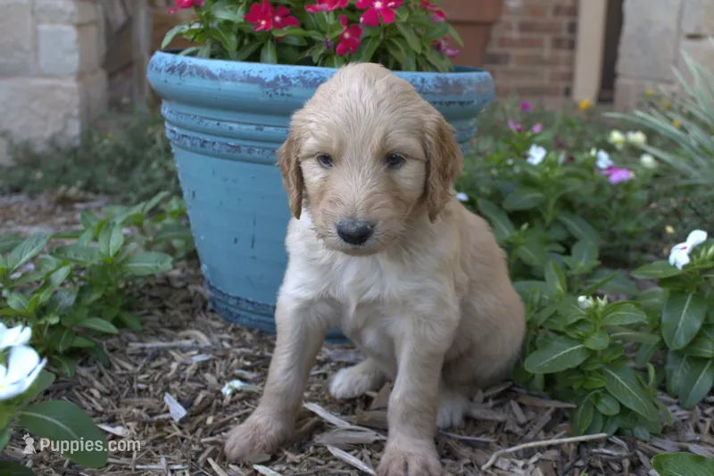 Pickle – Goldendoodle puppy for sale in Wichita Falls, TX