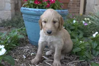 Pickle, a male Goldendoodle for sale in Wichita Falls, TX – 1 of 2