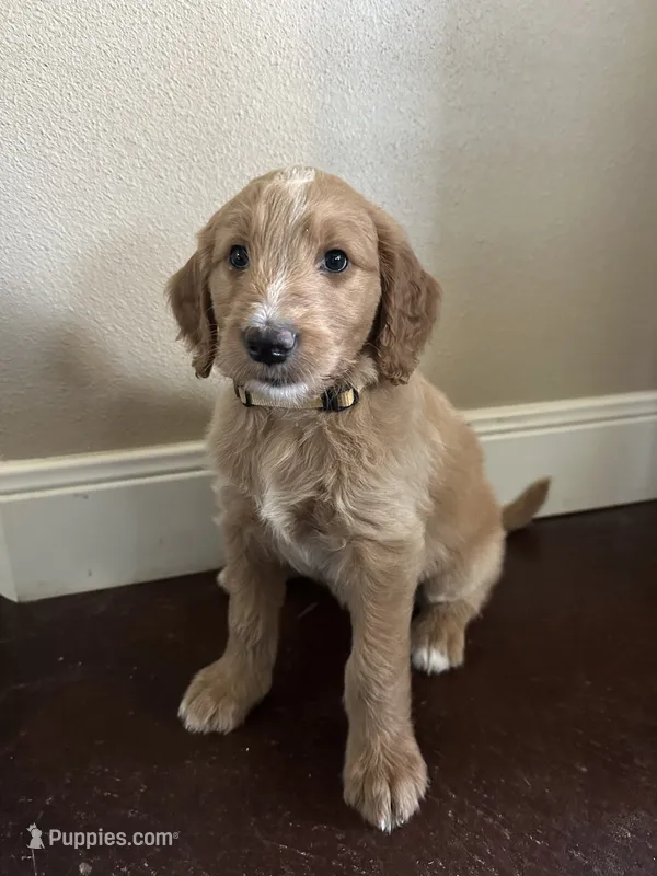 Honey – Goldendoodle puppy for sale in Wichita Falls, TX