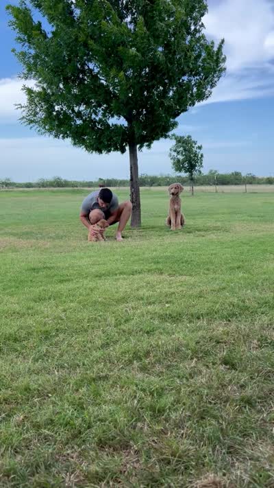 Pickle, a male Goldendoodle for sale in Wichita Falls, TX – 2 of 2